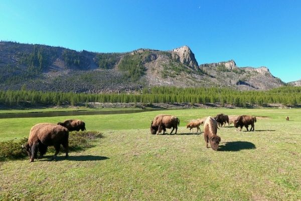 animals in yellowstone