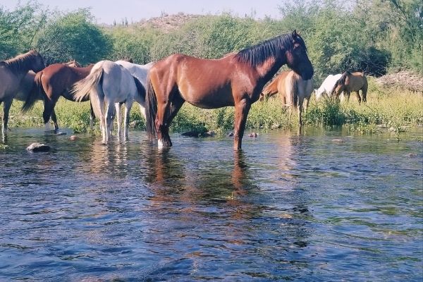 horses in the salt water, phoenix summer days