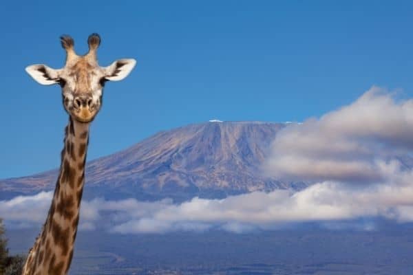 giraffe in front of mount kilimanjaro, cost to climb kilimanjaro, mount kilimanjaro elevation, mount kilimanjaro hike