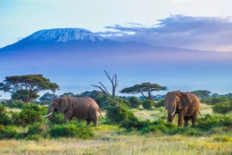 Why You Should Visit Kilimanjaro National Park + All You Need to Know