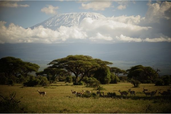 kilimanjaro national park, view of kilimanjaro and elks in the park