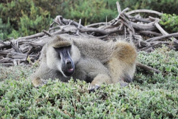 primates in kilimanjaro national park