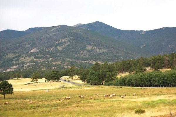 animals in field with mountains in the background, animals in rocky mountain national park