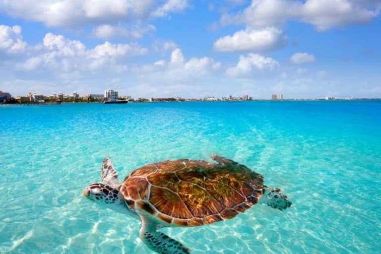 7 Top Things to do in Cancun for All Ages