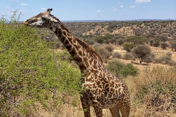 giraffee eating from a tree in serengeti