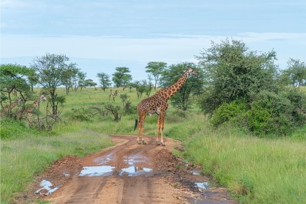 Top 4 National Parks of Tanzania & Why You Should Visit