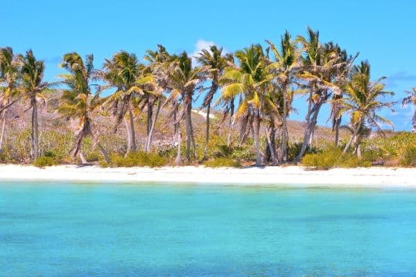 palm trees on isla contoy, day trips from cancun
