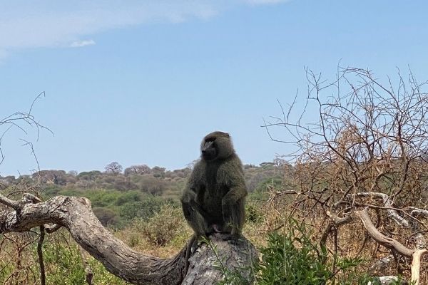 monkey sitting on top of tree, tanzania national parks, national park tanzania