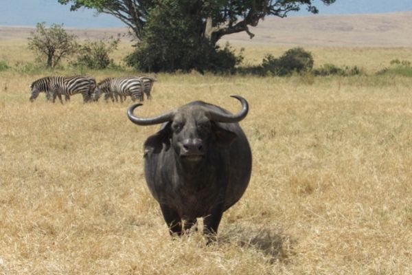 zebras in serengeti, tanzania national parks, national parks of tanzania, serengeti lodges, serengeti migration