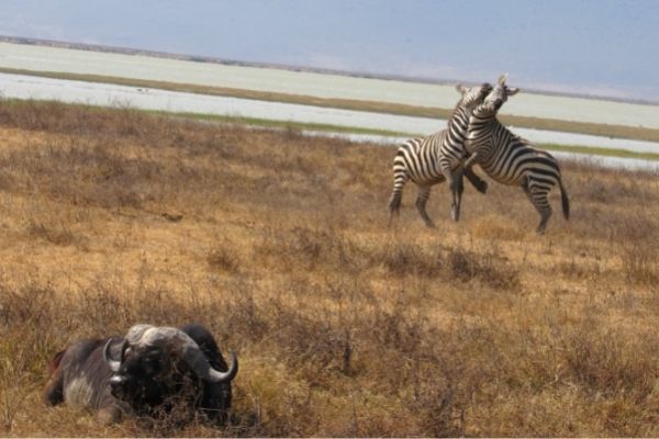 zebras bumping, national parks of tanzania