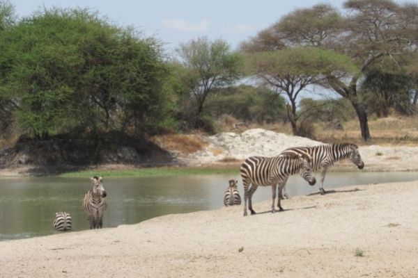 zebras in arusha national park 