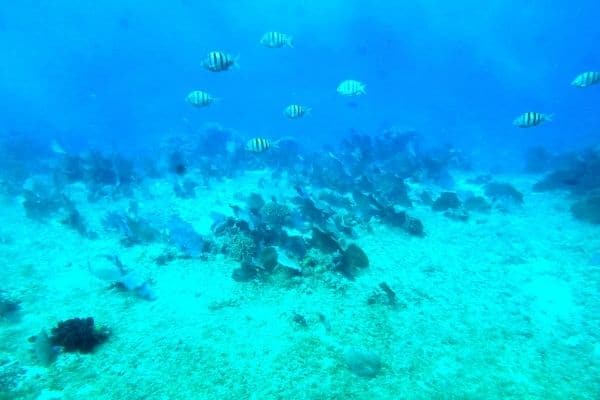snorkeling in cozumel, fish, activities in cozumel, things to do in cozumel