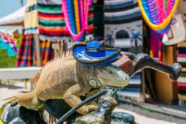 iguana at a shop in cozumel, things to do in riviera maya