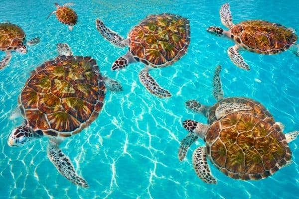 turtles in the mesoamerican reef