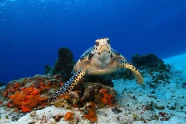 turtle in the mesoamerican reef, things to do in riviera maya, riviera maya activities

