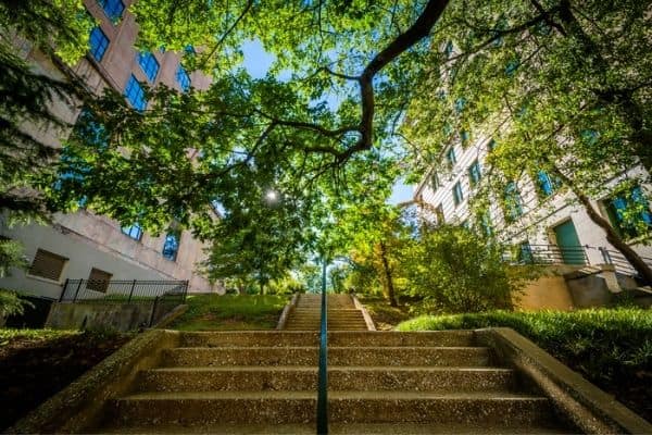 staircase with tall trees in downtown asheville