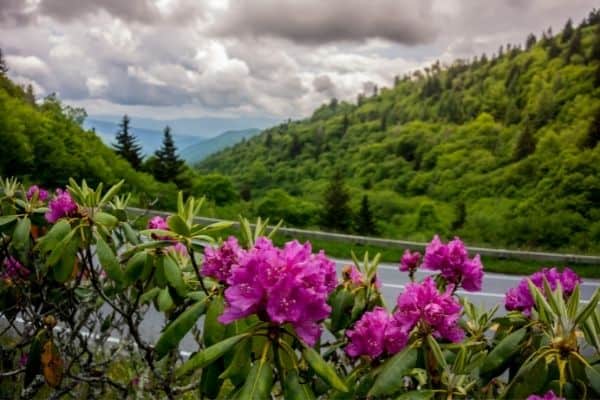 great smoky mountains national park, spring time, purple flowers blooming 