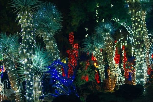 palm trees with colorful lights on them, red lights wrapped around palm trees, winter in phoenix 
