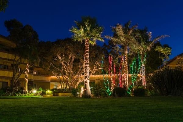palm trees with lights on them, phoenix arizona winter