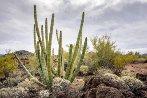 organ pipe cactus national monument, most beautiful places in arizona, arizona nature, arizona natural wonders