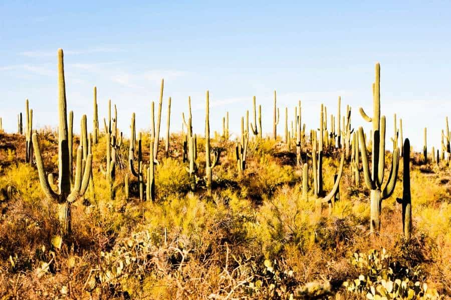 cactuses in saguaro national park, placse in arizona, arizona natural landmark