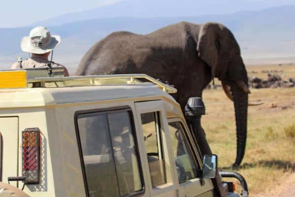 elephant in front of safari car, serengeti national park tanzania, 
serengeti safari tour, 
serengeti national park safari, 
tanzania national parks, 
national parks of tanzania, 
national park tanzania, serengeti national park
