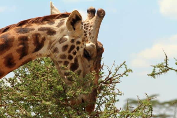 giraffee eating from the top of a tree, national park tanzania, national parks of tanzania, safari serengeti