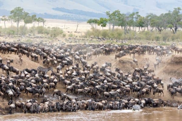 wildebeests herd crossing a river, migration in serengeti, 
migration in the serengeti, serengeti migration, serengeti national park

