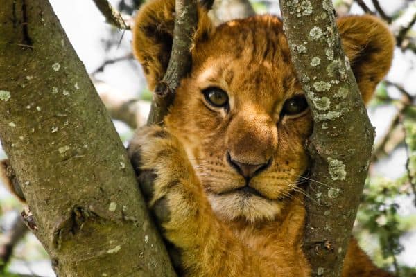 lion cub in a tree, serengeti national park tanzania, serengeti plains, serengeti animals