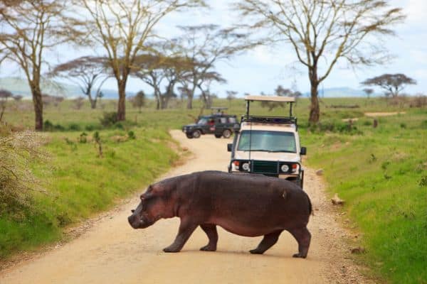 hippo in front of safari car, safari serengeti, serengeti animals