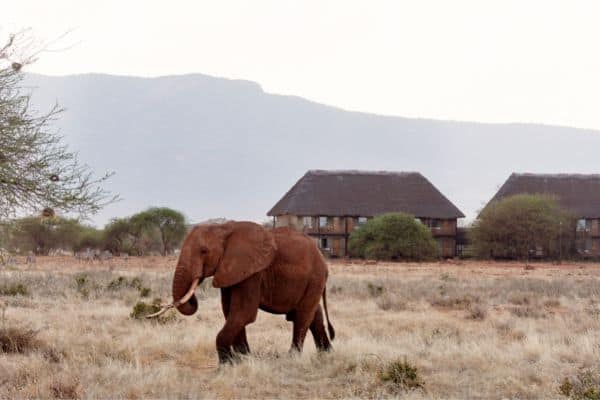 elephant in front of serengeti lodges, serengeti lodges, lodges in serengeti, serengeti national park
