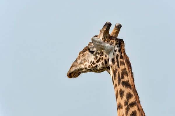 giraffe at arusha national park, arusha national park, arusha safari 