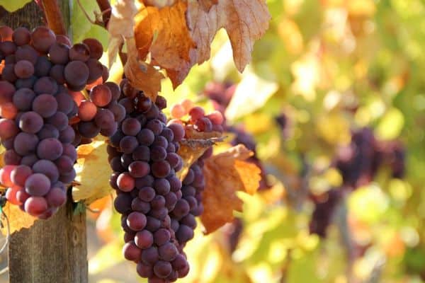 purple grapes on the vine, best winery in willamette valley