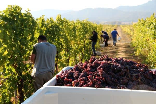 harvesters picking grapes, best wines in willamette valley