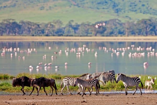 flamingos and zebras in arusha national park