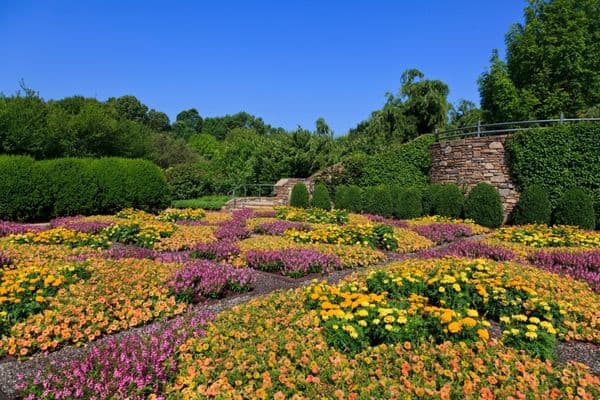 botanical garden in asheville, purple, orange, and yellow flowers, green trees in distance, day trips from charlotte, best day trips from charlotte