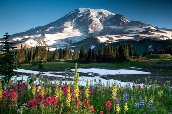colorful flowers, snow on mount rainier in the distance, snow on the ground, national parks in washington