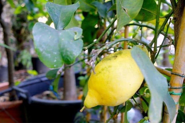 close up view of lemon on tree, what to see in sorrento, what to do in sorrento