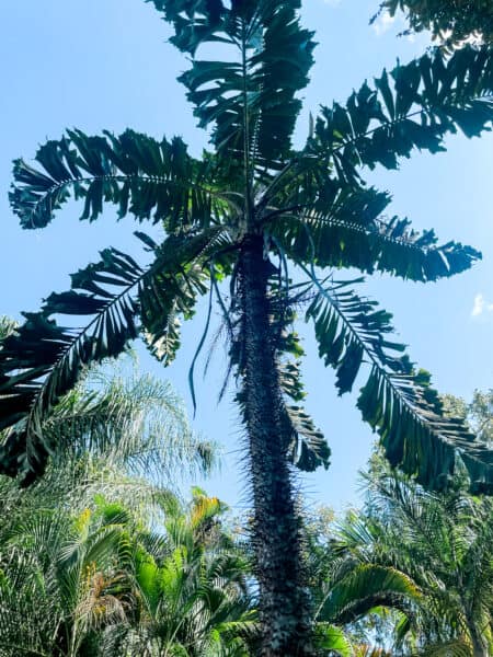 tall medicinal tree, herbal remedies, mayan herbal remedies, mayan plant medicine 