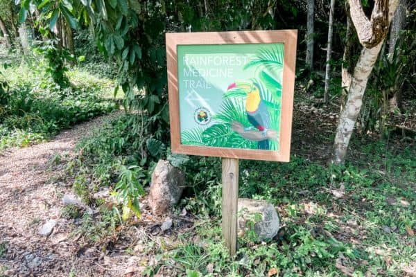rainforest medicine trail sign, parrot on sign, mayan healing, the power of plant medicine, mayan medicine, mayan plant medicine, mayan healer 