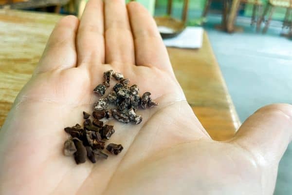 cocao nibs in palm of hand, belize chocolate tour, chocolate farm, cacao tours
