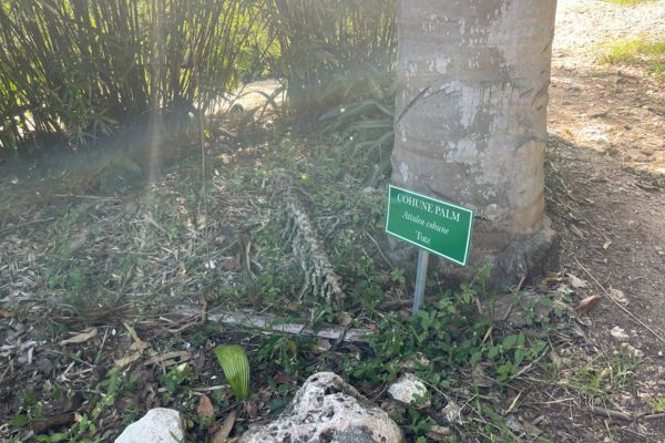 sign for cohune palm next to a tree