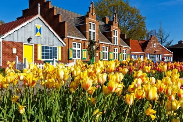 bright yellow tulips in front of dutch architecture building