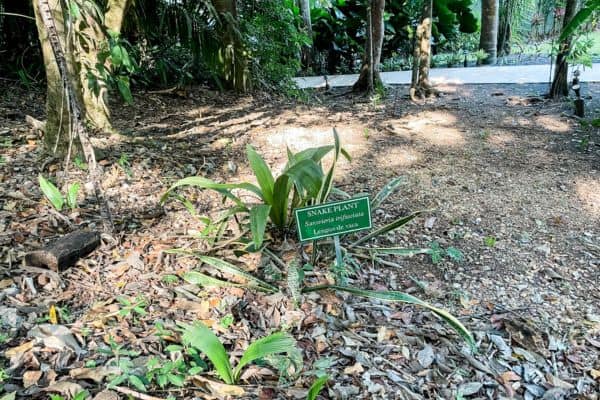 small green sign showing where the snake plant is 