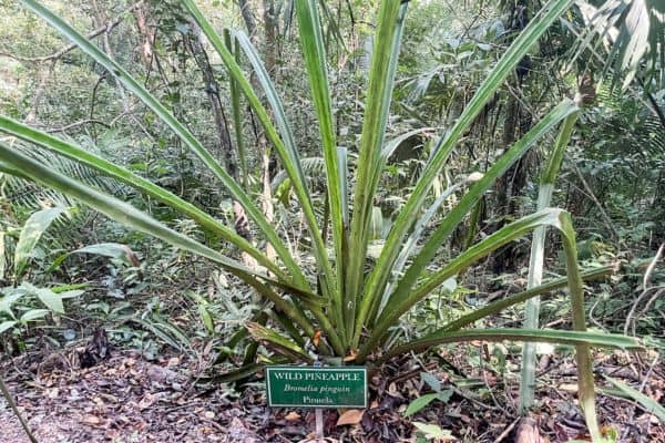 wild pineapple sign in front of the wild pineapple plant, mayan plant medicine, mayan medicine, mayan plant, mayan god of medicine