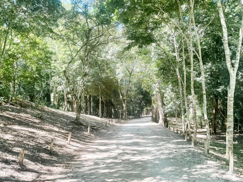 paths in the tempple complex with shaded trees surrounding them, best time to visit tikal, mayan city tikal, tikal tours, visit tikal