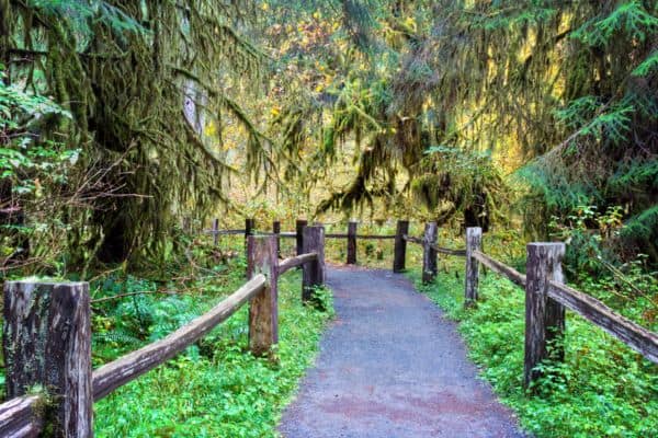 trail in olympic national park, winding trail, paved trail, hiking in olympic national park