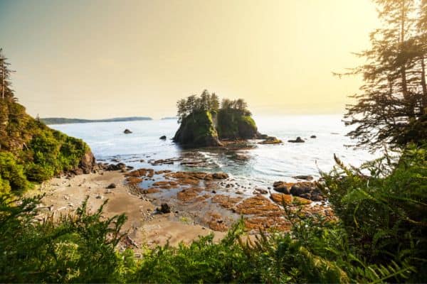 rocky shore in mount olympic national park, beachside, trees and rocks, rainforest in olympic national park