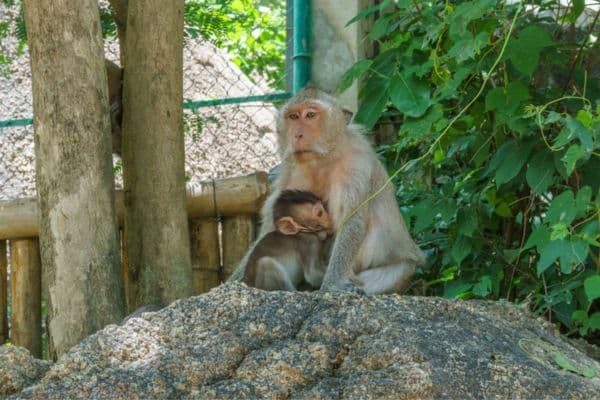 baby monkey breastfeeding, phnom penh day tour, day trips from phnom penh, phnom penh wildlife, phnom tamao wildlife center 