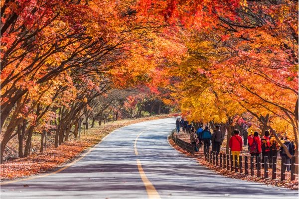 road going through naejangsan national park, people walking along a trail, red and orange leaves on the tree, day trips from seoul 